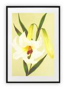 Plakaty - Plakat A3 30x42 cm Kwiat Rysunek Sztuka WZORY - miniaturka - grafika 1