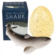 Mały naukowiec - Rex London, Rekin wykluwający się z jajka, zestaw kreatywny, Ocean - miniaturka - grafika 1