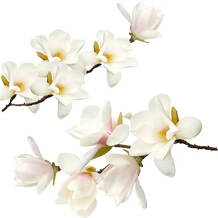 Naklejki na ścianę meble białe kwiaty krzew Biała magnolia naklejka, 50x25 cm - Naklejki na ścianę - miniaturka - grafika 1