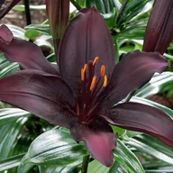 Nasiona i cebule - Lilia azjatycka Secret Kiss 16/18 1 szt. cebule cebulki - miniaturka - grafika 1