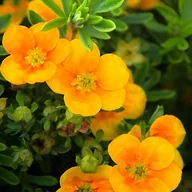 Kwiaty doniczkowe - Pięciornik krzewiasty 'Mango Tango' (Potentilla fruticosa) Doniczka 3.0L - miniaturka - grafika 1