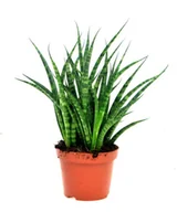 Kwiaty doniczkowe - Sansevieria Fernwood Punk Sansewieria wężownica ~ 28cm  P10 - miniaturka - grafika 1