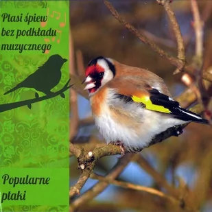 Ptasi śpiew bez podkładu muzycznego - Muzyka relaksacyjna - miniaturka - grafika 1