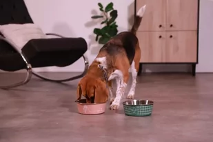 ZOLUX Antypoślizgowa miska dla psa FOOD kol. zielony 1700ML - Miski dla psów - miniaturka - grafika 3