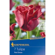 Nasiona i cebule - Cebule tulipanów Profi-Line Kronentulpe Red Dress - miniaturka - grafika 1