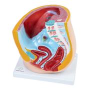 Mały naukowiec - Anatomiczny Model Żeńskiej Miednicy - miniaturka - grafika 1