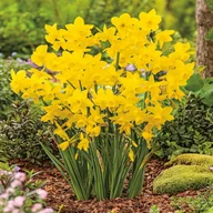Nasiona i cebule - Narcyz Niski Golden Bouquet 5 szt Narcyzy cebulki - miniaturka - grafika 1