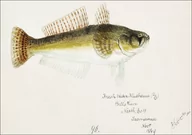 Plakaty - Antique fish platycephalus bassensis, F. E. Clarke - plakat 70x50 cm - miniaturka - grafika 1