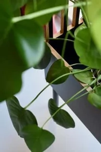 Kwietnik JUNGLE L czarny - Kwietniki Kwietnik JUNGLE L czarny - Kwietniki - miniaturka - grafika 1