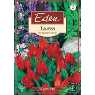 Nasiona i cebule - Tulipan botaniczny Van tubergen's variety 5 sztuk Eden - miniaturka - grafika 1