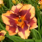 Nasiona i cebule - Hemerocallis Liliowiec Fireside Garnet 1 szt. - miniaturka - grafika 1