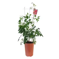 Kwiaty doniczkowe - Milin amerykański C4 mix - miniaturka - grafika 1