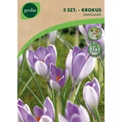 Nasiona i cebule - Krokus Vanguar 7/8 5szt. Cebulki kwiatów Geolia - miniaturka - grafika 1