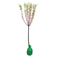 Sadzonki drzew krzewów - Migdałek trójklapowy na pniu w balocie - miniaturka - grafika 1