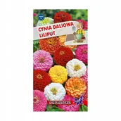 Nasiona i cebule - Cynia daliowa Liliput mix 1g / O / - miniaturka - grafika 1