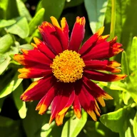 Nasiona i cebule - Nachyłek wielkokwiatowy czerwony 'Uptick Red' (Coreopsis grandiflora) - miniaturka - grafika 1