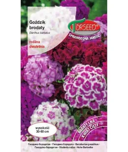 Nasiona Goździk brodaty wysoki, pełny - Torseed - Nasiona i cebule - miniaturka - grafika 1