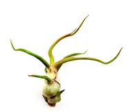 Kwiaty doniczkowe - Tillandsia BULBOSA S · 8 cm - miniaturka - grafika 1