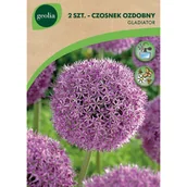 Nasiona i cebule - Czosnek mix 10/12 2 szt. Cebulki kwiatów Geolia - miniaturka - grafika 1