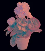 Sztuczne kwiaty - MICA Decorations Dekoracje Mica 950219 kwiat, geranium, duży, wielokolorowy 950219 - miniaturka - grafika 1