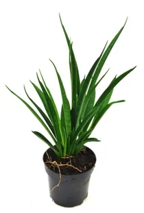 Sansevieria Kirkii Sansewieria Wężownica P12 - Kwiaty doniczkowe - miniaturka - grafika 1