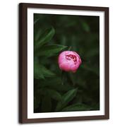 Plakaty - Obraz w ramie brązowej FEEBY, Różowy Kwiat Pąk Natura 60x90 - miniaturka - grafika 1