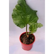 Kwiaty doniczkowe - Rabarbar wys. 40 cm don. 15 cm - miniaturka - grafika 1