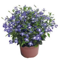 Kwiaty doniczkowe - Lobelia rabatowa don 9 cm - miniaturka - grafika 1