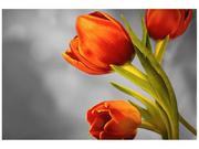 Fototapety - Oobrazy Fototapeta, Czerowne tulipany, 8 elementów, 368x248 cm - miniaturka - grafika 1