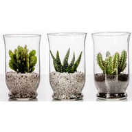 Kwiaty doniczkowe - Sukulent w szkle - miniaturka - grafika 1