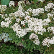 Nasiona i cebule - Sedum Album Rozchodnik biały 1 szt. doniczka P11 - miniaturka - grafika 1