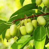 Sadzonki drzew krzewów - Mini Kiwi Aktinidia ostrolistna Obupłciowe (Actinidia arguta) Doniczka 3.0L - miniaturka - grafika 1