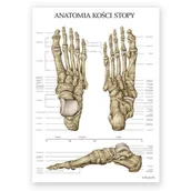 Mapy i plansze edukacyjne - Plakat anatomiczny - Kości stopy - Marta Pawelec - miniaturka - grafika 1