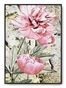 Plakaty - Plakat r B2 50x70 cm Kwiaty Róż Rośliny Natura - miniaturka - grafika 1