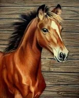 Malowanie po numerach - Norimpex Malowanie po numerach. Koń 40 x 50 cm - miniaturka - grafika 1