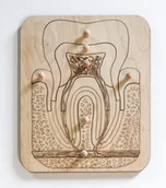 Łamigłówki - Drewniane puzzle - budowa ZĘBA - miniaturka - grafika 1
