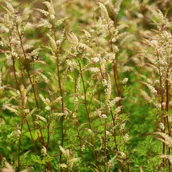 Nasiona i cebule - Parzydło blekolistne Miniaturka (Aruncus aethusifolius) Doniczka 1.0L - miniaturka - grafika 1