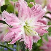 Nasiona i cebule - Lilia orientalna pełna Lotus Elegance XXL 1 szt. cebule cebulki lilii - miniaturka - grafika 1