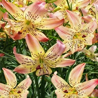 Nasiona i cebule - Lilia Tygrysia Corsage 1 szt cebulki lilii - miniaturka - grafika 1