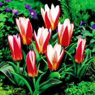 Nasiona i cebule - Tulipan Niski Kaufmanna Heart'S Delight 5 szt Tulipany cebulki tulipanów - miniaturka - grafika 1