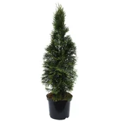 Sadzonki drzew krzewów - Tuja 'Smaragd' don. 2 l - miniaturka - grafika 1