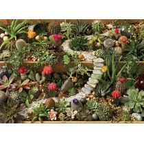 Cobblehill 80157 puzzle ogrodowe Sukkulenten, 1000 części - Puzzle - miniaturka - grafika 1