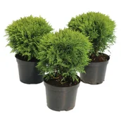 Sadzonki drzew krzewów - Tuja Danica don. 2 l - miniaturka - grafika 1
