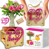 Nasiona i cebule - Prezent na DZIEŃ BABCI Róża Pustyni Adenium obesum Zestaw do Uprawy Nasiona - miniaturka - grafika 1