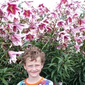 Nasiona i cebule - Lilia drzewiasta Friso XXL (20/22) 1 szt. cebule cebulki lilii lilie - miniaturka - grafika 1