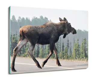 osłonka kuchenna z foto Łoś na drodze las 60x52, ArtprintCave - Deski do krojenia - miniaturka - grafika 1