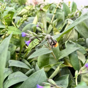 Miodunka wąskolistna 'Blue Ensign' (Pulmonaria angustifolia) Duża - Nasiona i cebule - miniaturka - grafika 1