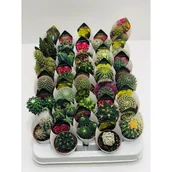 Kwiaty doniczkowe - KAKTUS D5,5 GIRO - miniaturka - grafika 1