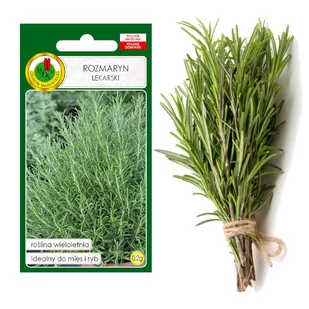 ROZMARYN PRZYPRAWA ZIOŁA NASIONA ZIÓŁ BEZ GMO - Nasiona i cebule - miniaturka - grafika 1