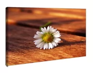 Obrazy i zdjęcia na płótnie - Stokrotka. Kwiat - obraz na płótnie Wymiar do wyboru: 100x70 cm - miniaturka - grafika 1